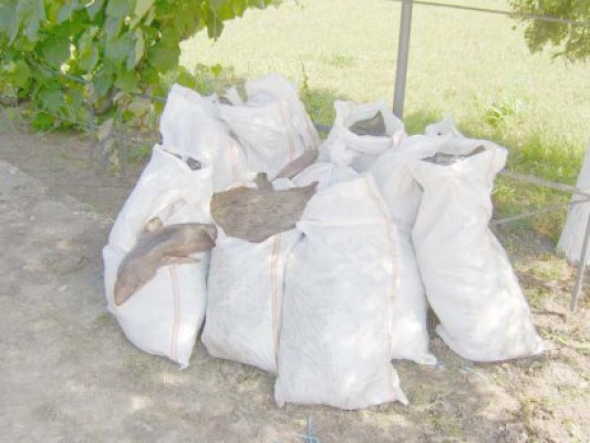 Calcan fără acte de provenienţă, confiscat la Tulcea